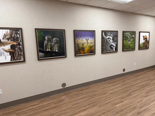 A corridor adorned with framed animal portraits creating a vibrant visual gallery