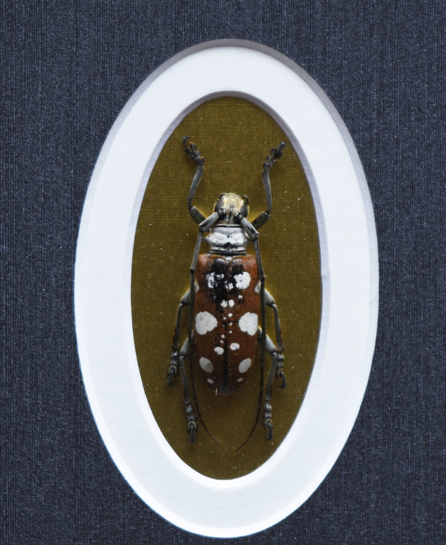 Brown beetle with white spots displayed in an oval frame against a textured dark background. The beetle's legs are raised, creating a dynamic pose.