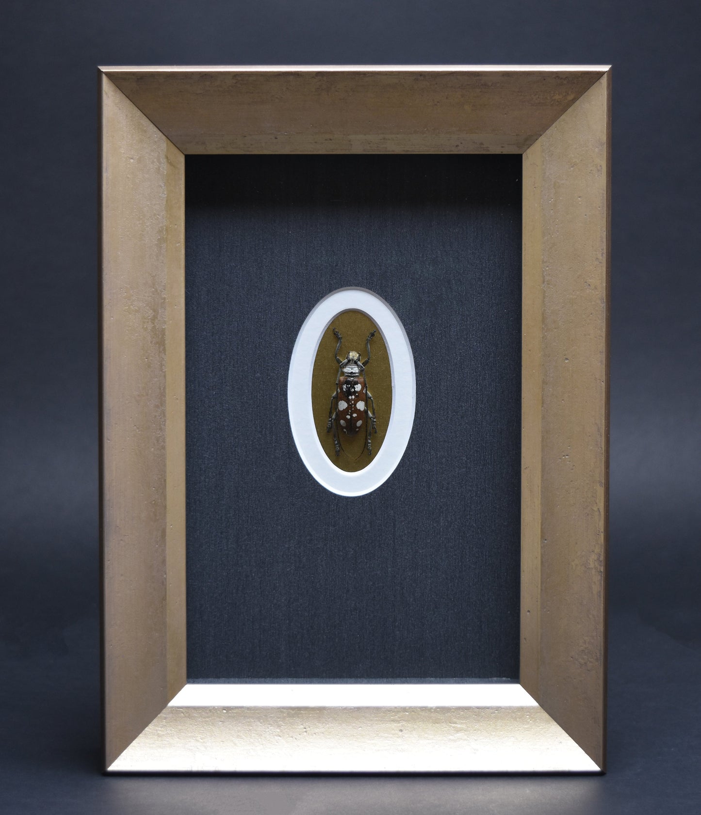 Framed artwork displays an insect with white spots in an oval mount, set against a textured black background. The wooden frame adds a rustic touch.