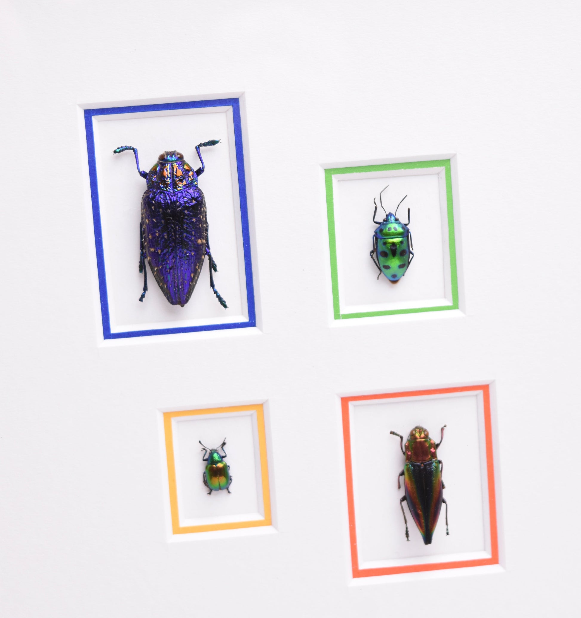 Four colorful beetles are displayed in white frames with different colored borders: blue, green, yellow, and red. Each beetle is unique and vibrant.