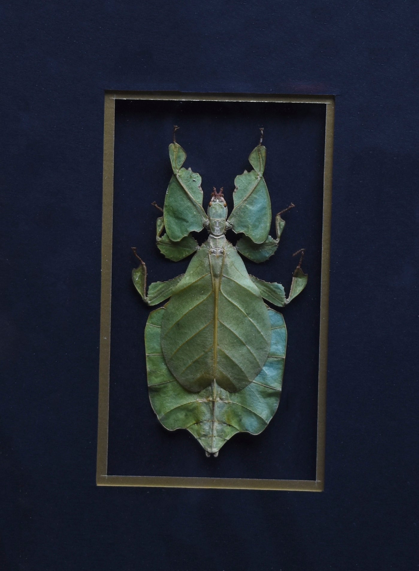 A leaf insect with bright green, leaf-like body and limbs is displayed in a rectangular frame against a dark background, showcasing its camouflage.
