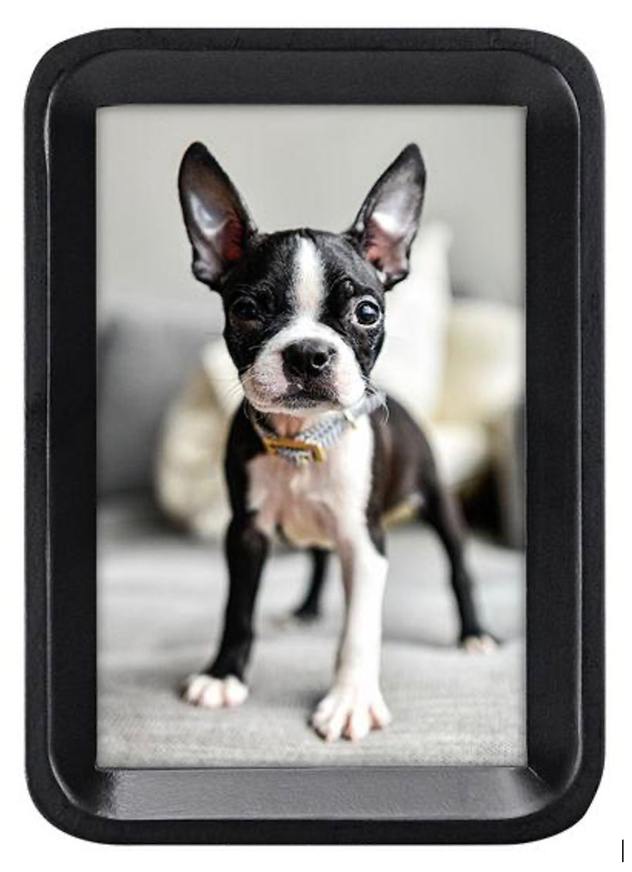 Small black and white dog inside a black frame