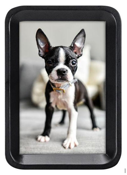 Small black and white dog inside a black frame