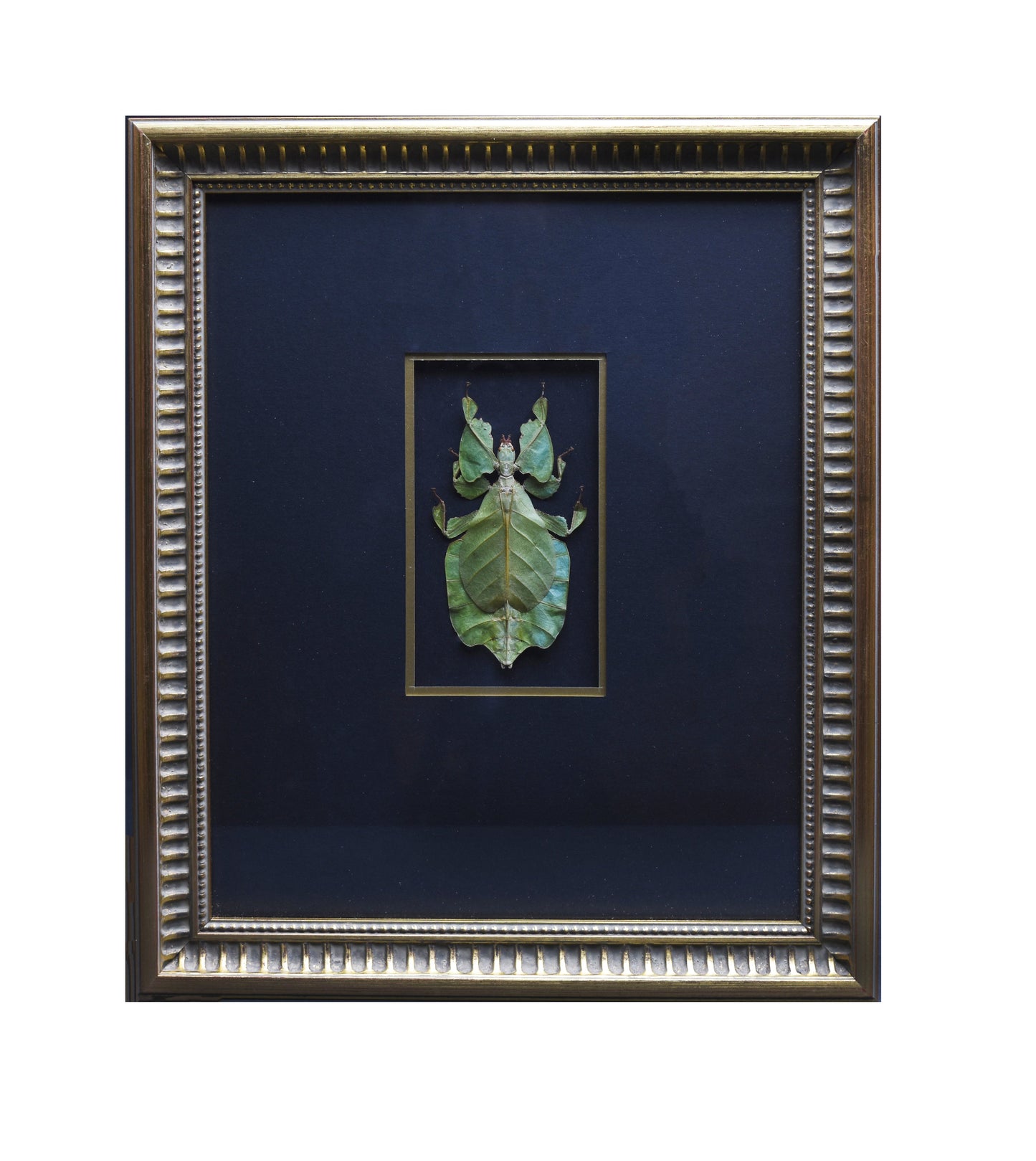 Framed artwork of a green leaf insect centered on a dark background. The gold trim enhances its vibrant, natural appearance, creating a serene atmosphere.