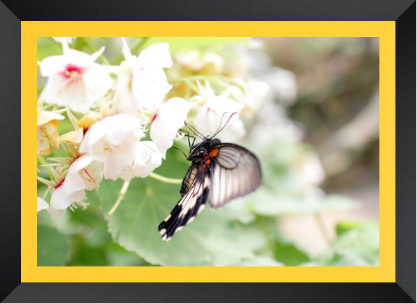 Butterfly on a white flower with a yellow border