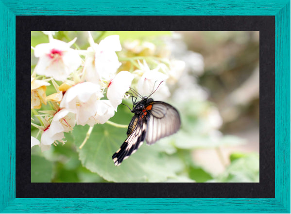 Butterfly on a white flower with a teal border