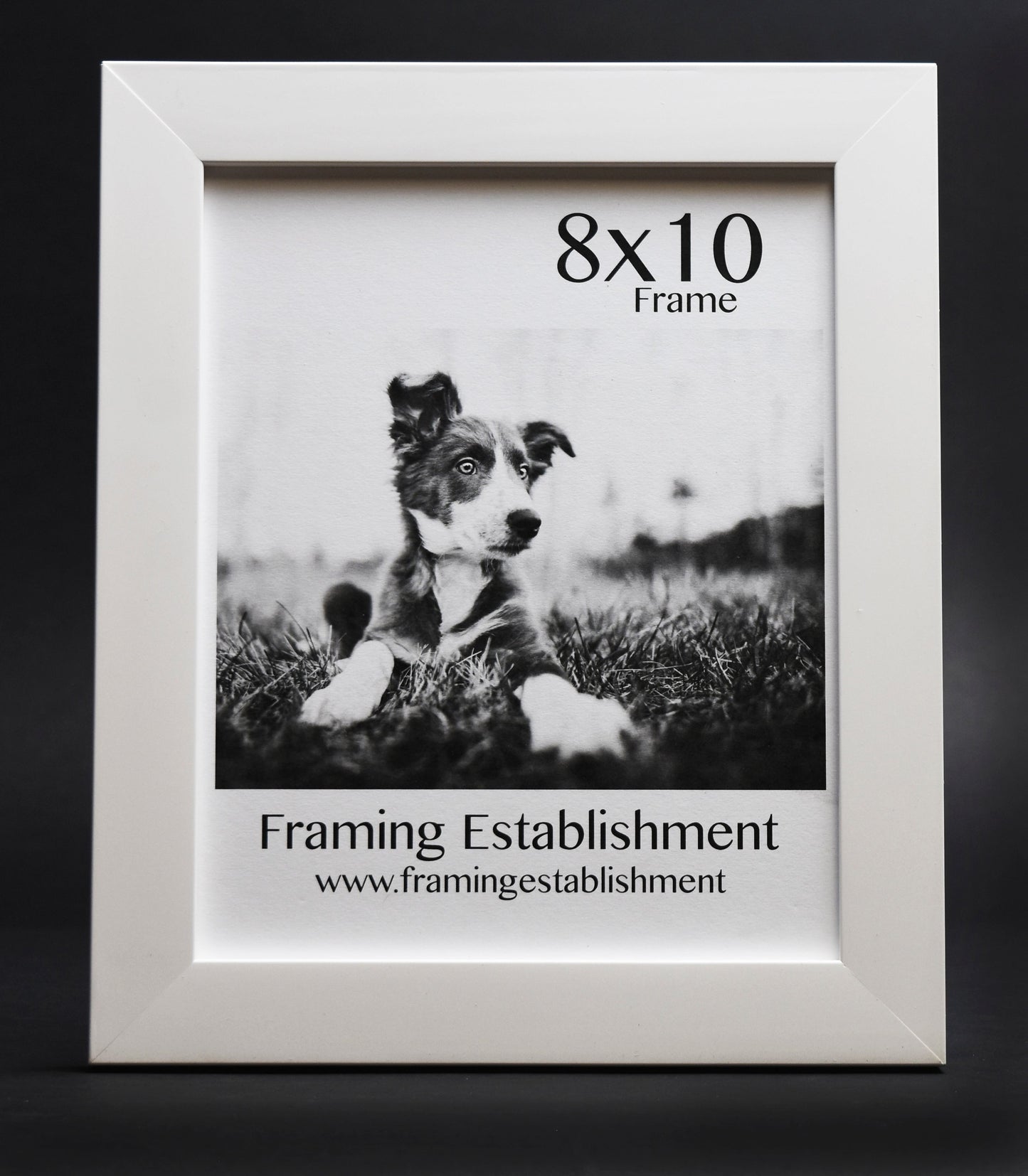 A black-and-white photo of a puppy lying on grass in an 8x10 white frame. Text reads "Framing Establishment" with a website link below.