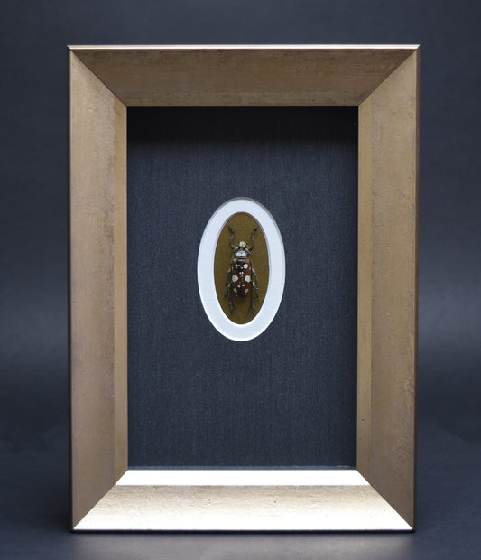 Framed artwork displays an insect with white spots in an oval mount, set against a textured black background. The wooden frame adds a rustic touch.