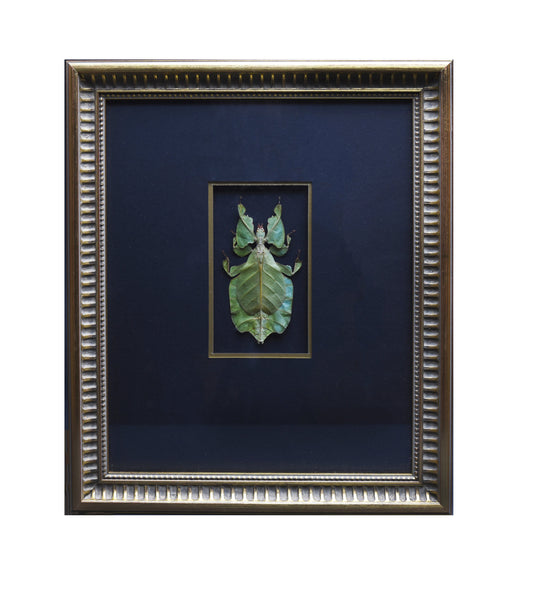 Framed artwork of a green leaf insect centered on a dark background. The gold trim enhances its vibrant, natural appearance, creating a serene atmosphere.